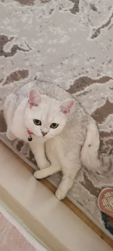 Кошка 1 Кошка 1