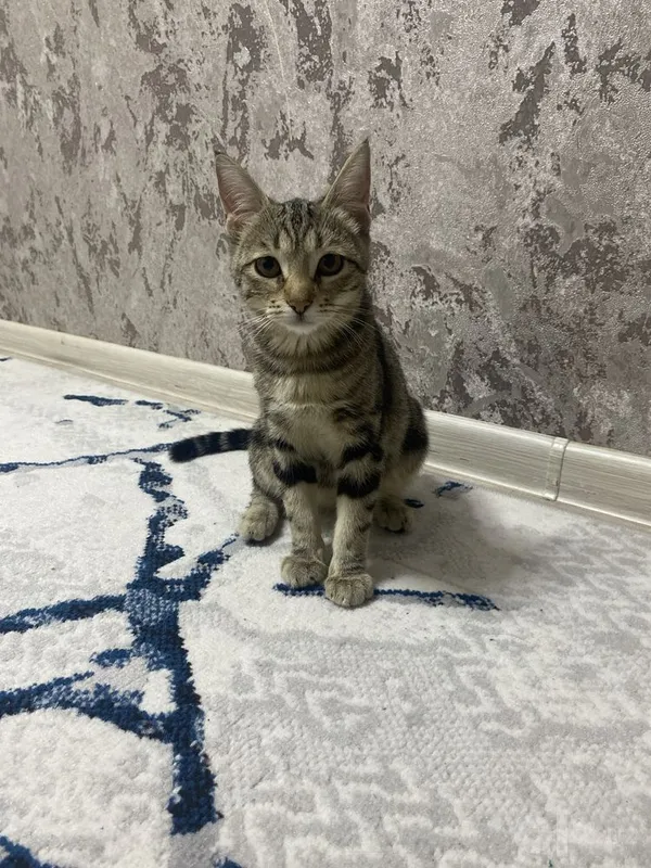 Кошка девочка бенгальская отдадим даром 3 Кошка девочка бенгальская отдадим даром 3
