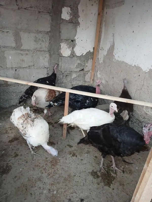 Kurkalar sotiladi 1 ta nar 6 ta moda — фото 3