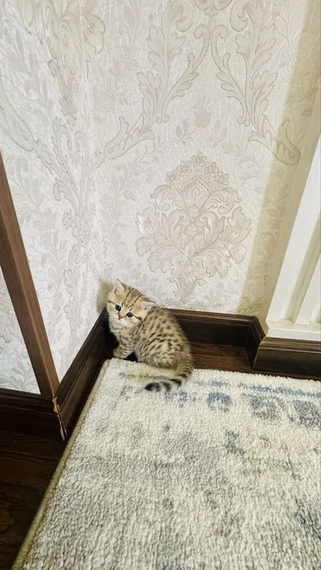 Золотая шиншилла продаётся — фото 7