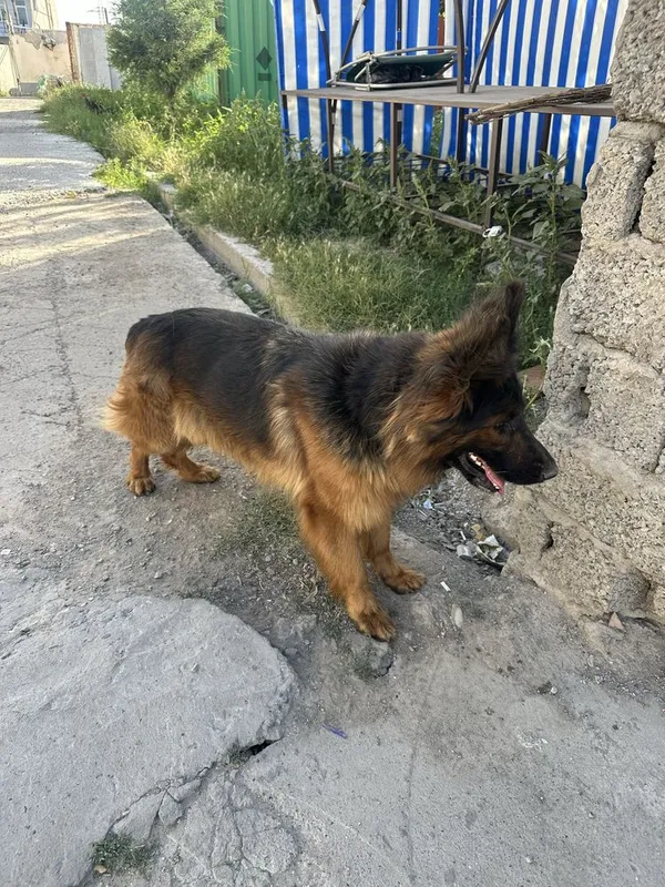 Kuchuk Nemetskiy ovchalka 2 Kuchuk Nemetskiy ovchalka 2