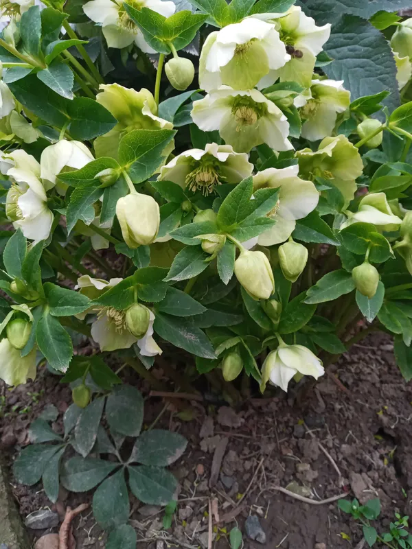 Морозник кучатлари