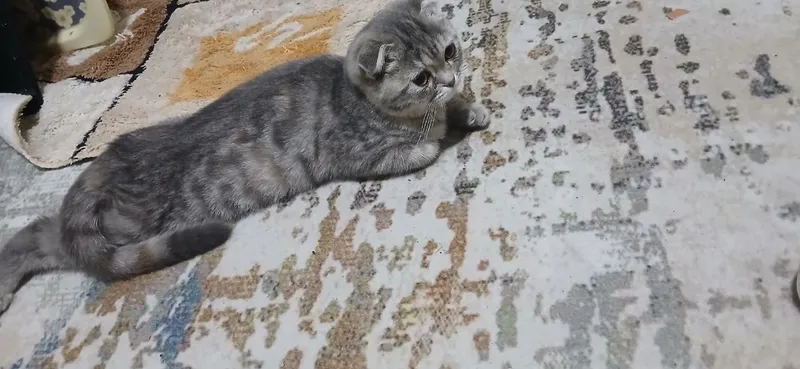 скотиш фолд 3