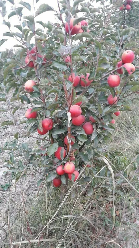 Mevali kuchatlar
