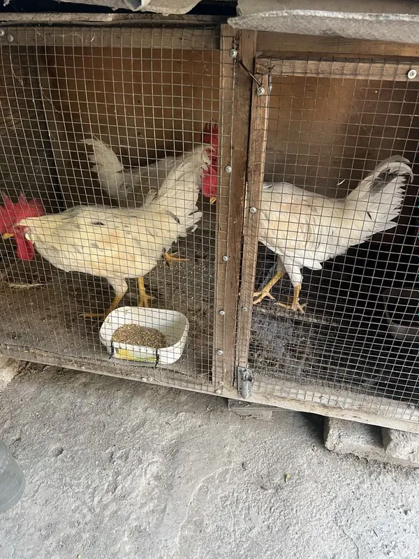 Продам молодых петушков 2