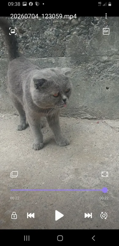 Mushuk sotiladi narxi kelishamiz 2