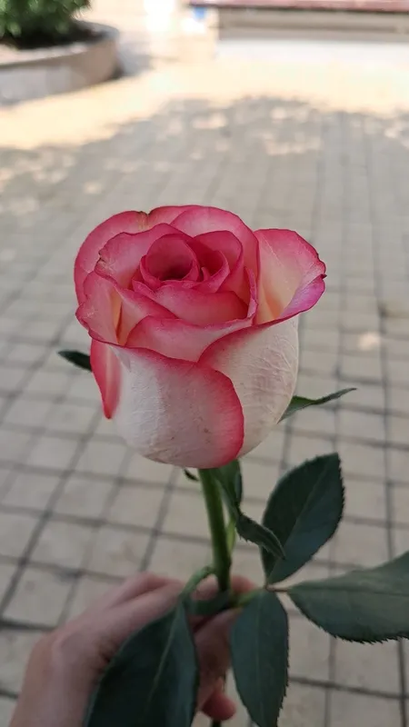 Розы