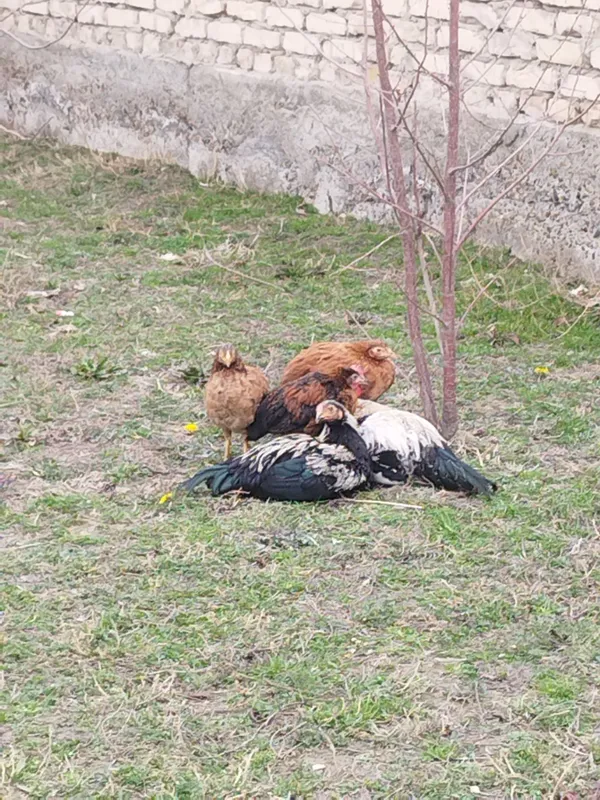 Товук хуроз жужулар бор
