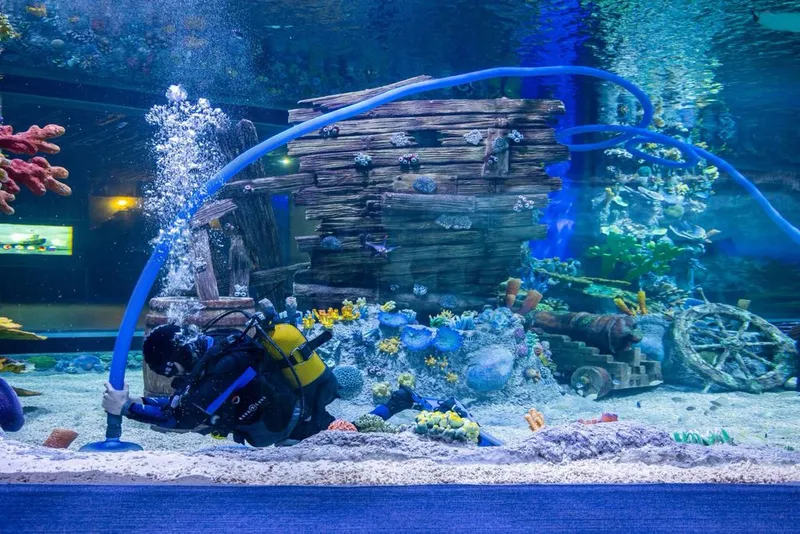 Akvarium tozalash hizmati