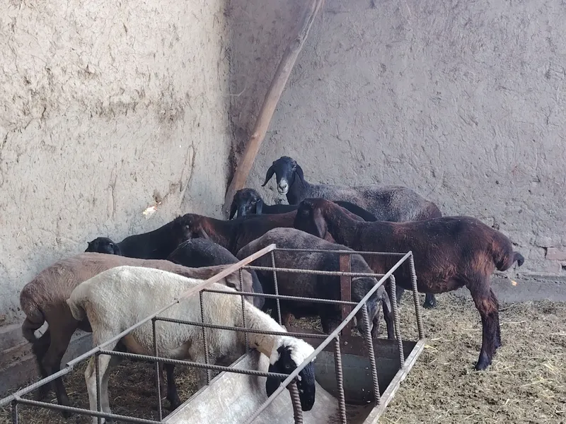 Barralar sotiladi. Arpa va beda bilan boqilgan. 6 Barralar sotiladi. Arpa va beda bilan boqilgan. 6