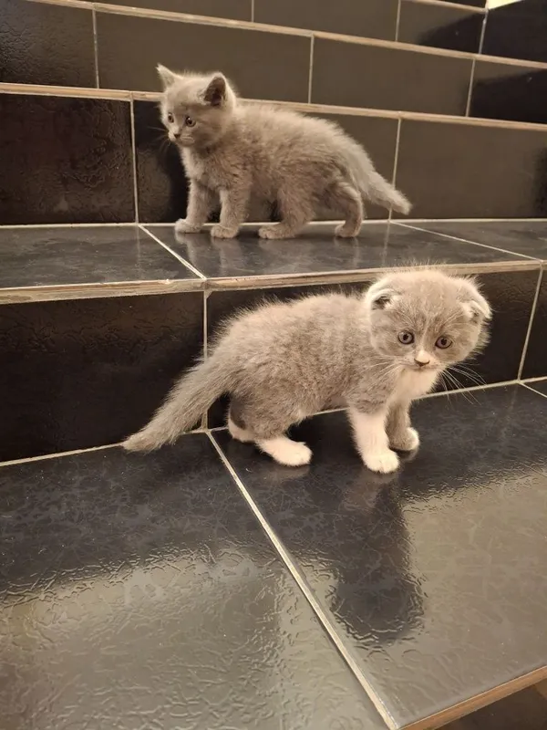 Кошка породистая — фото 1