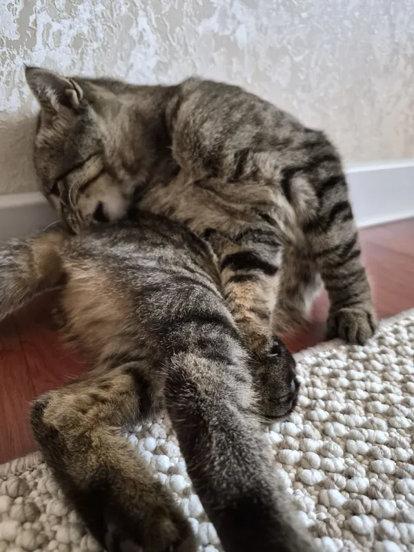 Котенок ищет своих мам и пап 5 Котенок ищет своих мам и пап 5