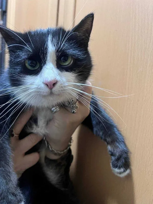 Отдам в добрые руки кошку