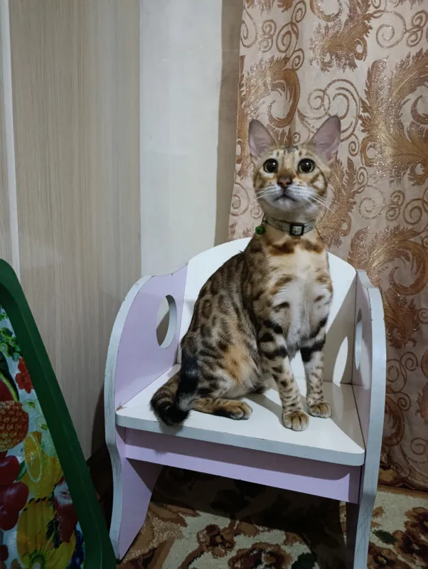 Продаётся бенгальская кошка 2