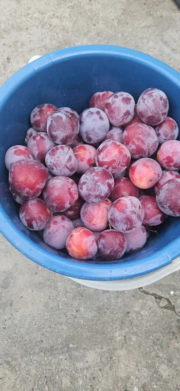 Слива Продаётся спелая домашняя слива (Olxo'ri)