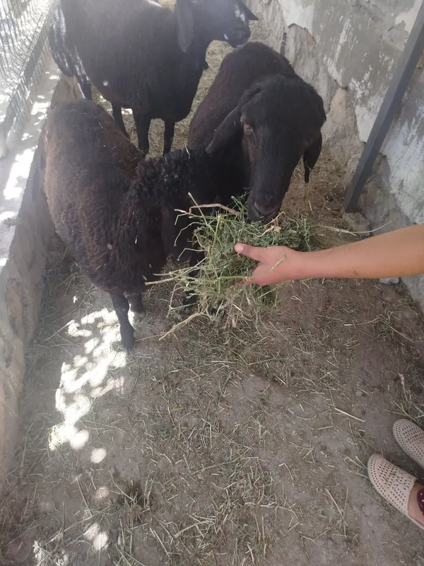 Quy quchqor sotiladi 3 Quy quchqor sotiladi 3