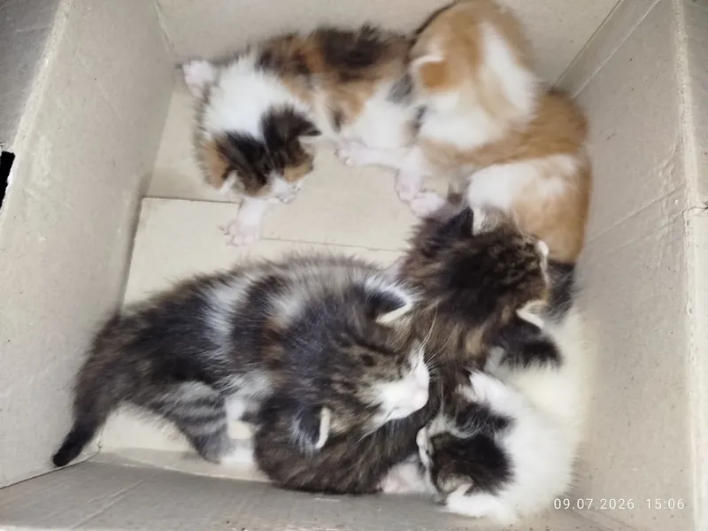 Очень милые котята забавные и шустрые 4