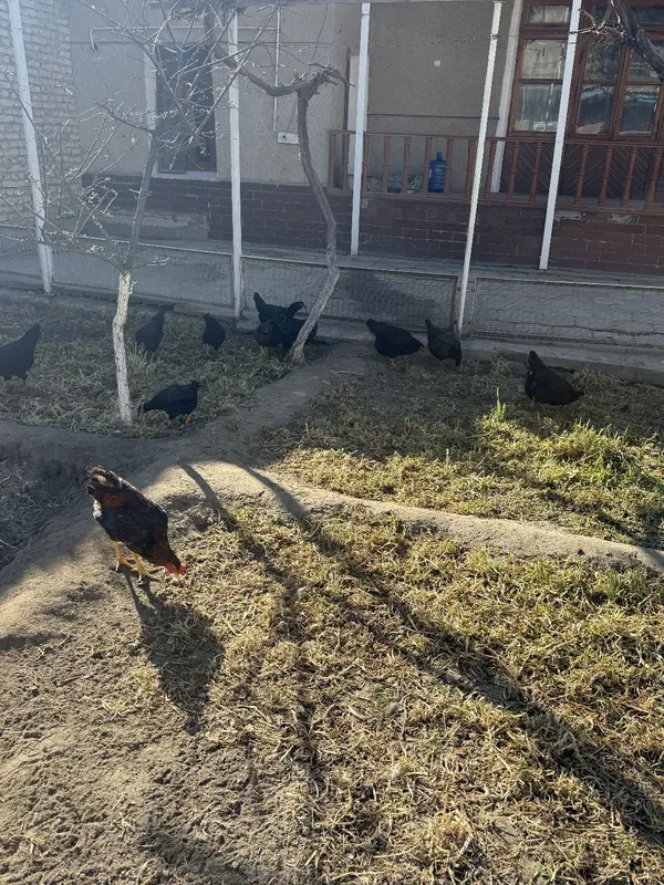 Кора товуклар сотилади хамаси тухумда — фото 1