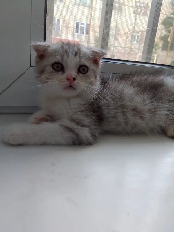 Скотиш фолд мальчик 1