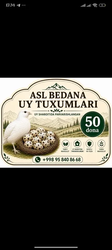 Uy sharoitida yetishtirilgan bedana tuxumlari 1