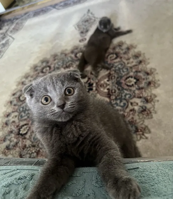 Соф қонли Scottish Fold мушукча сотилади 3 Соф қонли Scottish Fold мушукча сотилади 3