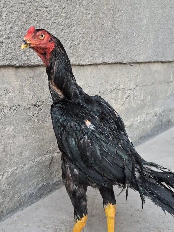 Jujamiz sotuvda oktabr juja pixchi zotladan chixgan katta narsa 2 Jujamiz sotuvda oktabr juja pixchi zotladan chixgan katta narsa 2