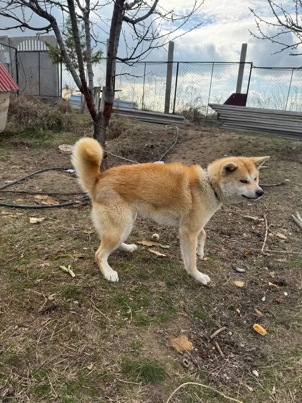 Akita-inu (Yapon akitasi) sotiladi — фото 3