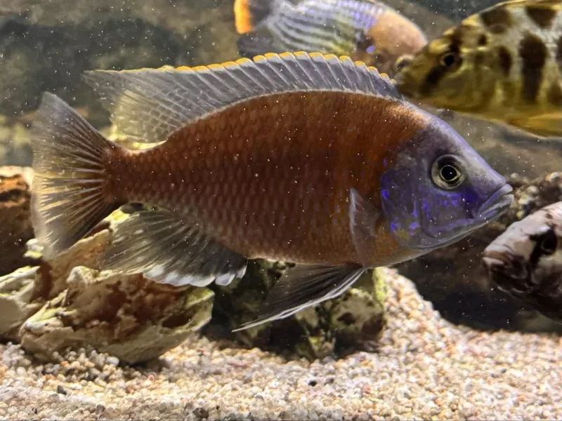 Afrika cichlid baliqlar 10sm dan kotta samets — фото 3