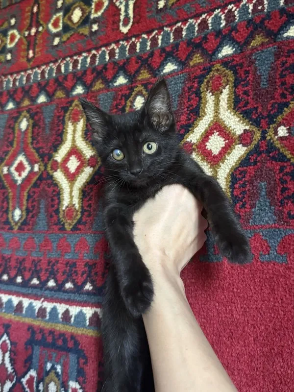 Котенок девочка в добрые руки