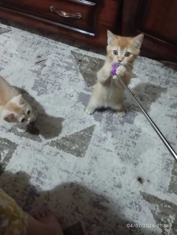 mushuklar sotiladi. 2 mushuklar sotiladi. 2