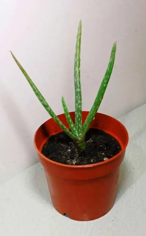 Продам. Алоэ Вера лечебное, косметическое
