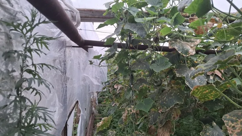 Parnik sotiladi hamma narsasi bor 4