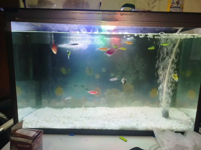Glofish danio va glofish terensiyalari Glofish danio va glofish terensiyalari