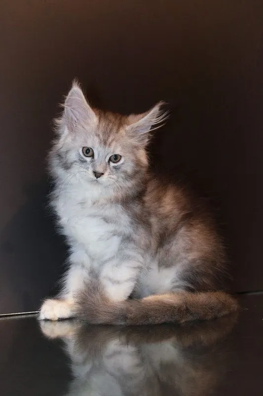 Мейн-кун котята серебро — фото 3