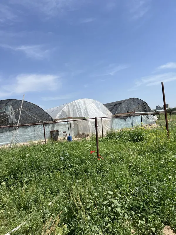 Парниковый участок — фото 3