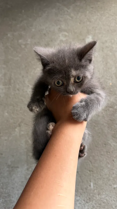 Котенок 4 Котенок 4