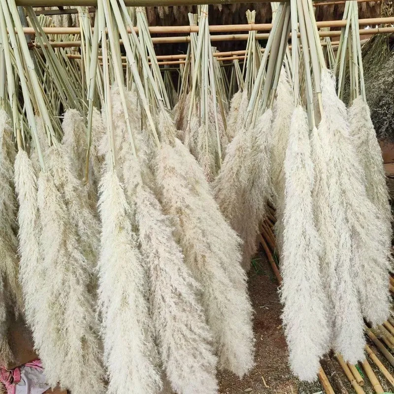 Pampas o‘ti. Interyer bezagi uchun 2