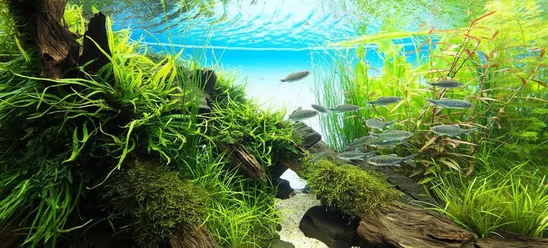 Akvariumlar uchun professional servis | Tozalash | Чистка аквариума — фото 1