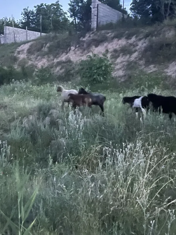 Бугоз Куйлар сотилади