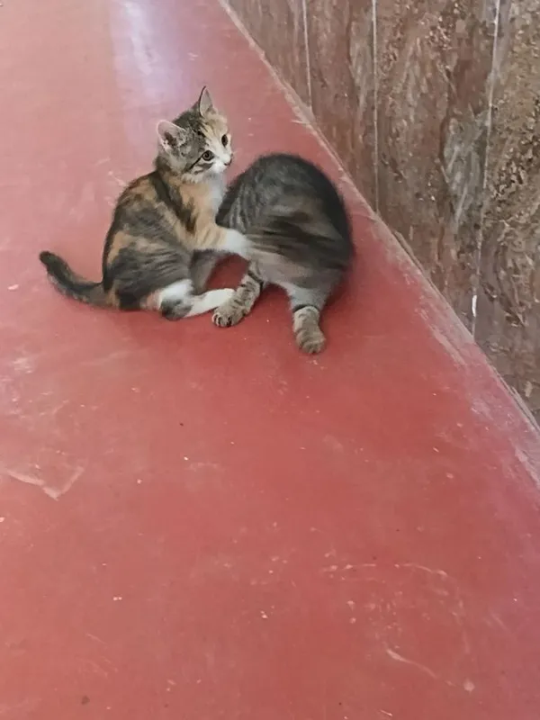 Отдам котят в хорошие руки — фото 2