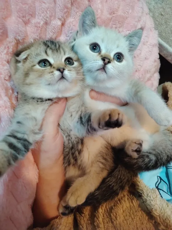 Котята продаю фолд 1 Котята продаю фолд 1
