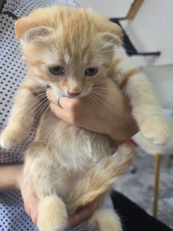 Продаются котята 1