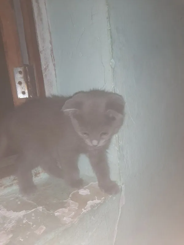 Продам котят британка