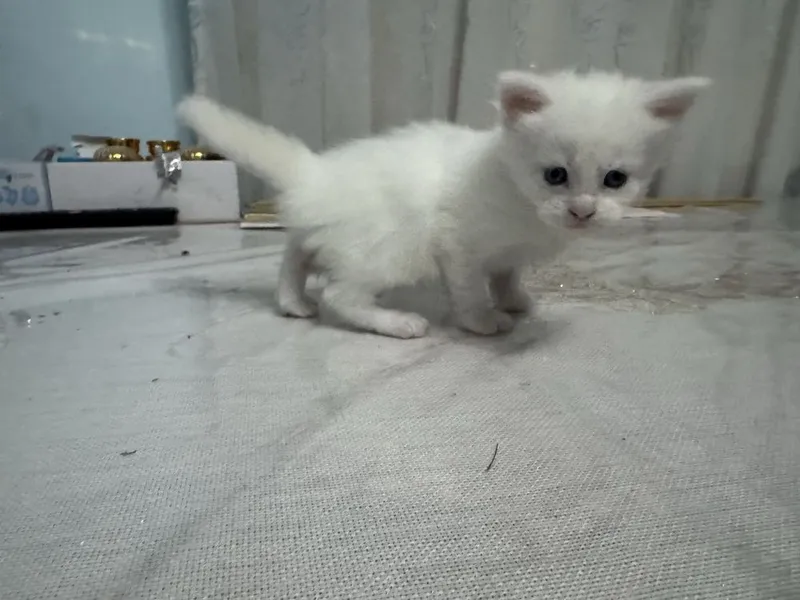 Mushuk va bolalari sotiladi maine coon 3 Mushuk va bolalari sotiladi maine coon 3