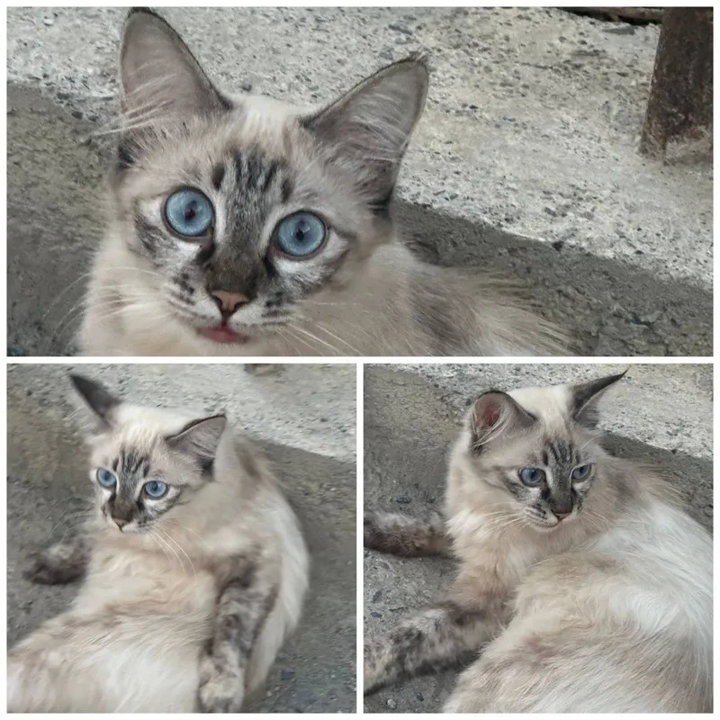 Пристраиваются кошки 1
