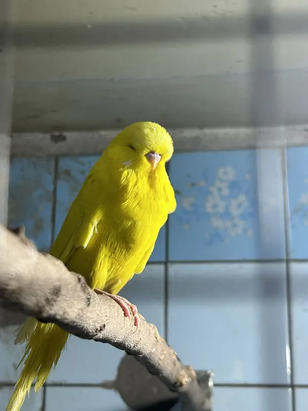 Turli xil, zotdor va sog‘lom to‘tiqushlar sotiladi 3