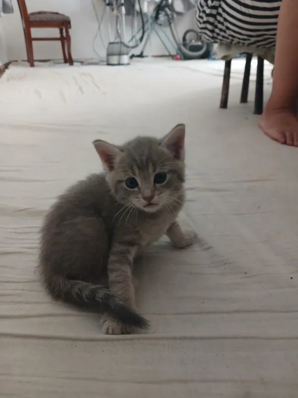 Кошка шотландский скотиш фолд ихнин мама 3 котят Малчики 1 месяц 4 Кошка шотландский скотиш фолд ихнин мама 3 котят Малчики 1 месяц 4