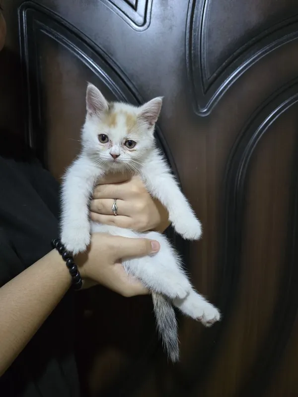 Продам котят 2месяца 6