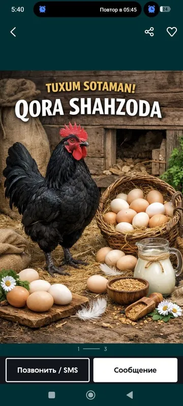 Дамашни инкубацен тухум .