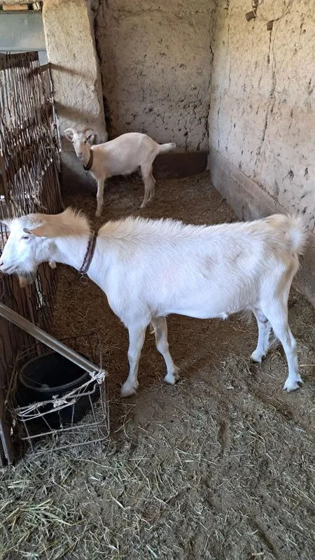 Zanen echki taka 4